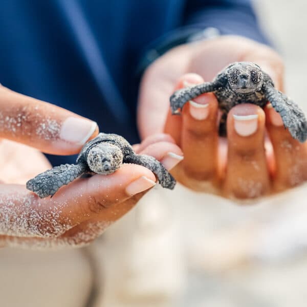 Climat : MedPAN fédère les aires marines protégées de Méditerranée